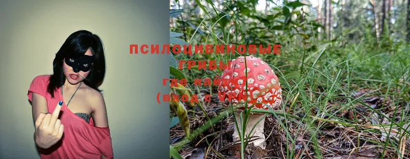 Галлюциногенные грибы Psilocybine cubensis  Дубовка 